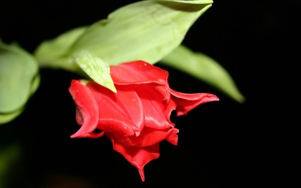 flowers_36.jpg
