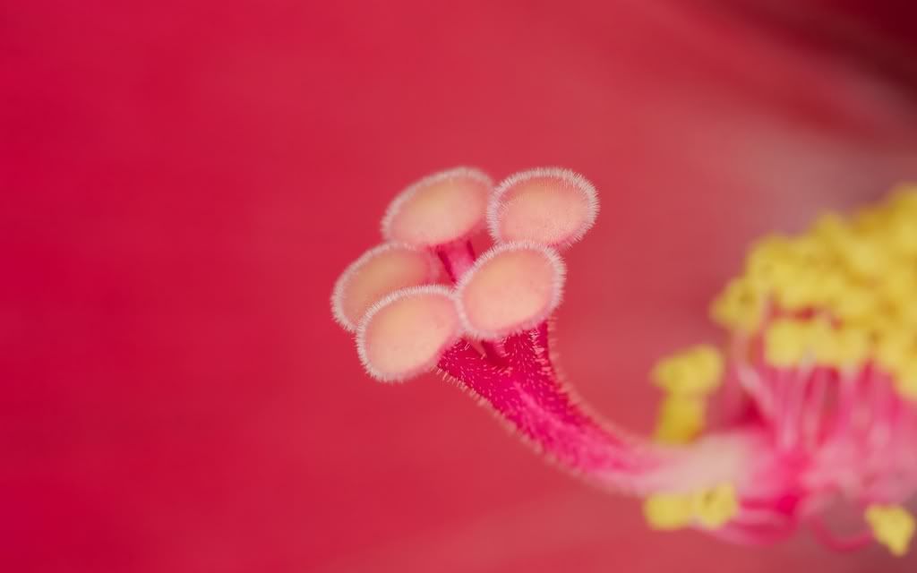 flowers_37.jpg