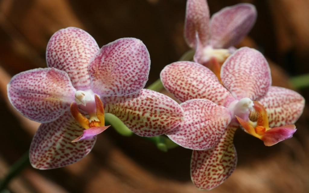 flowers_40-1.jpg