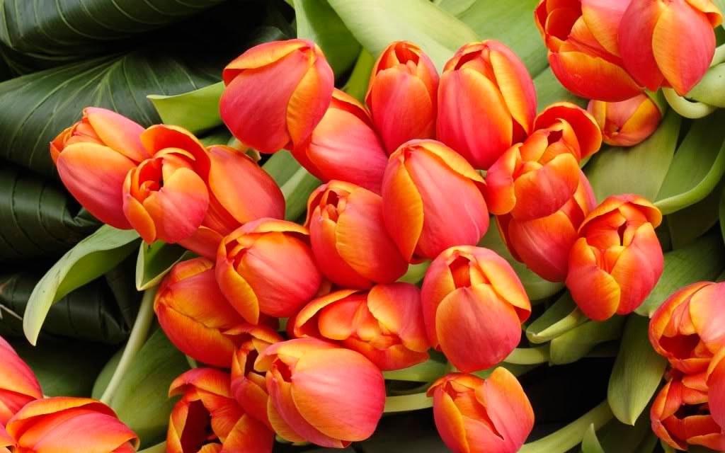 romantic_flowers_dra17.jpg