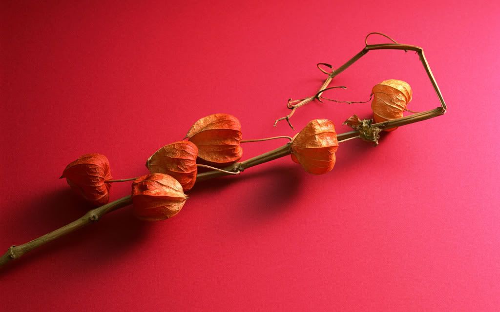 romantic_flowers_dra18.jpg