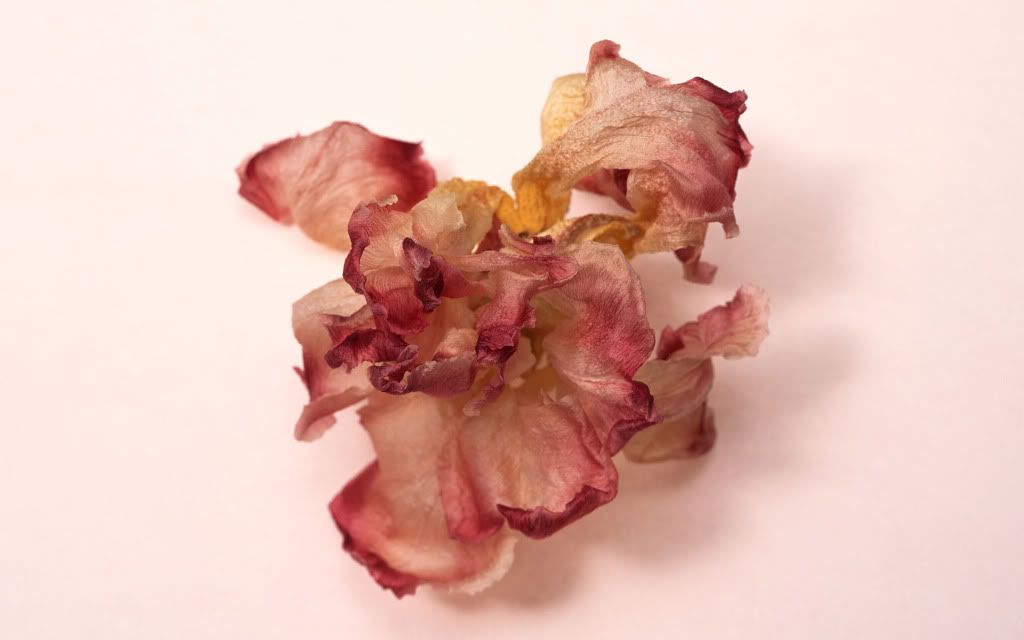 romantic_flowers_dra19.jpg