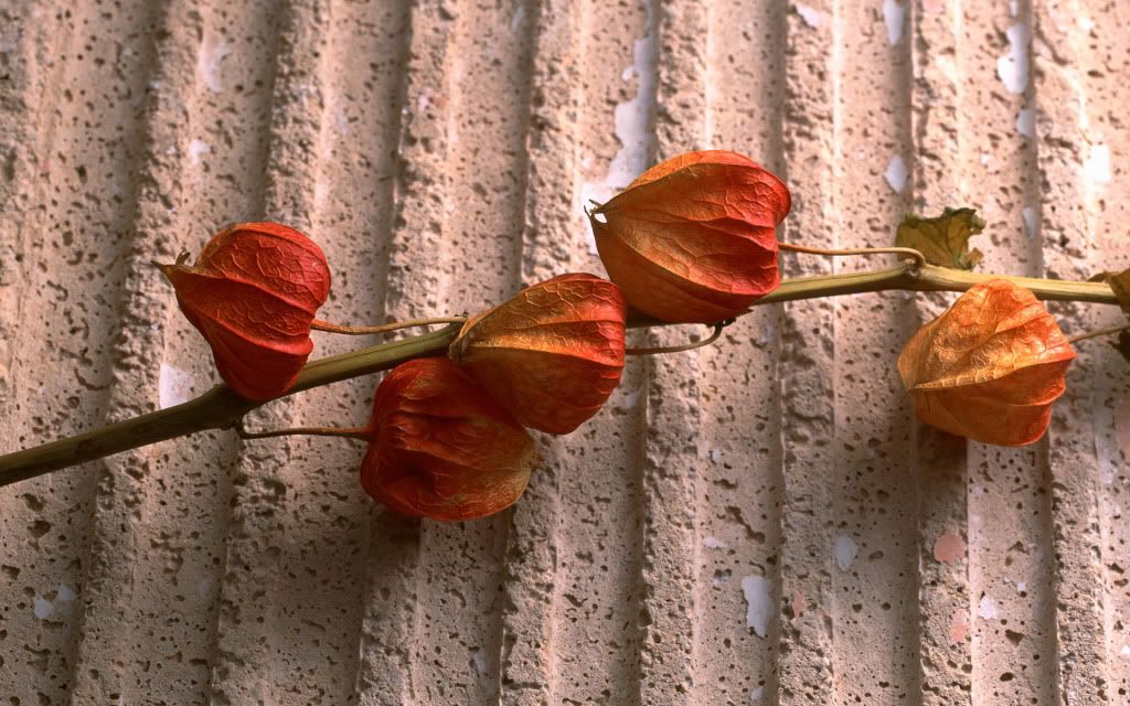 romantic_flowers_dra22.jpg