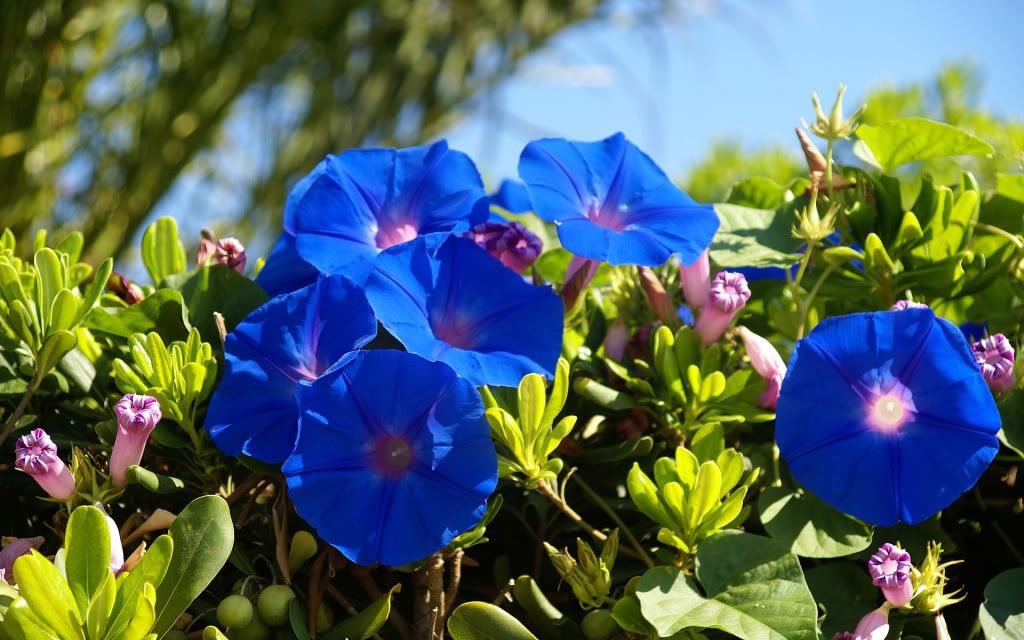 romantic_flowers_dra24.jpg