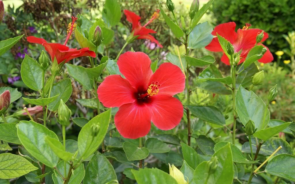 romantic_flowers_dra26.jpg