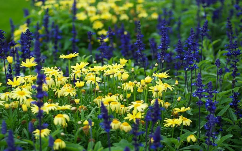 romantic_flowers_dra27.jpg