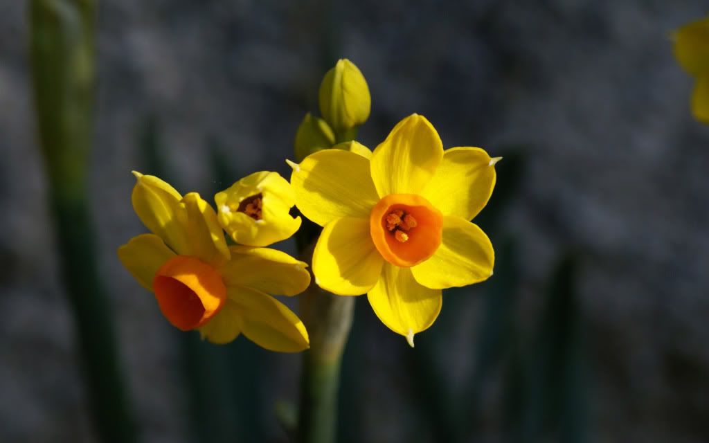 romantic_flowers_dra30.jpg