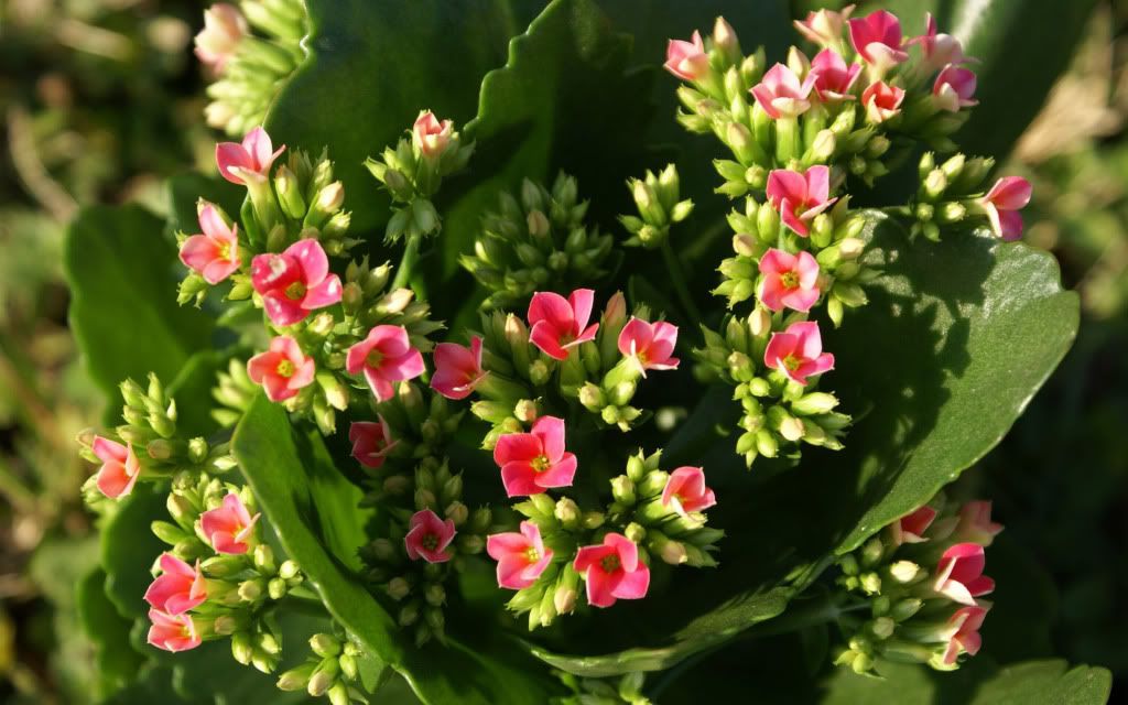 romantic_flowers_dra31.jpg