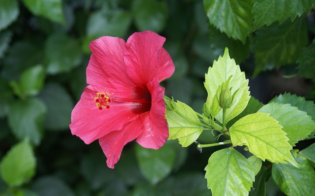 romantic_flowers_dra34.jpg
