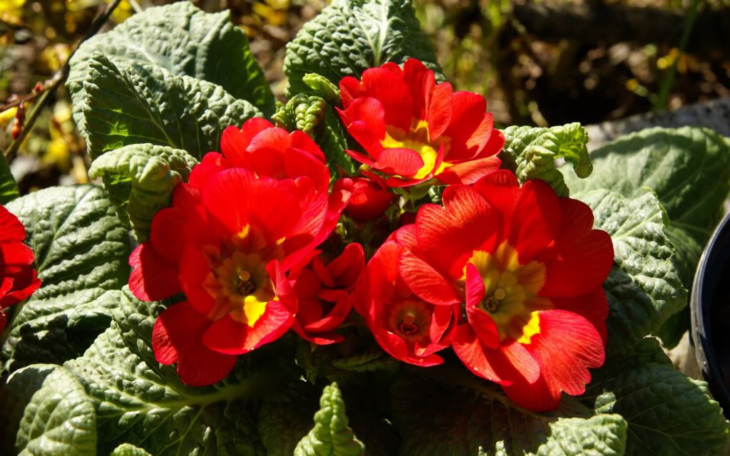 romantic_flowers_dra35.jpg