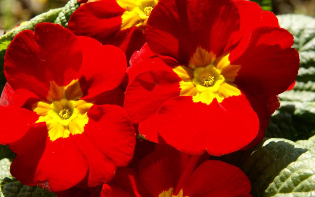 romantic_flowers_dra36.jpg
