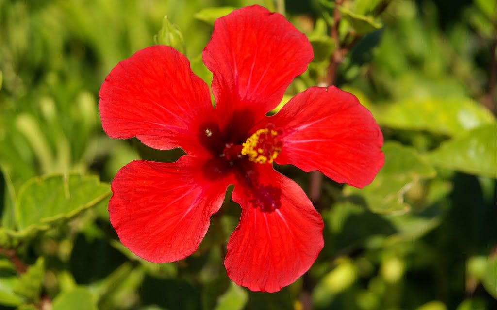 romantic_flowers_dra37.jpg