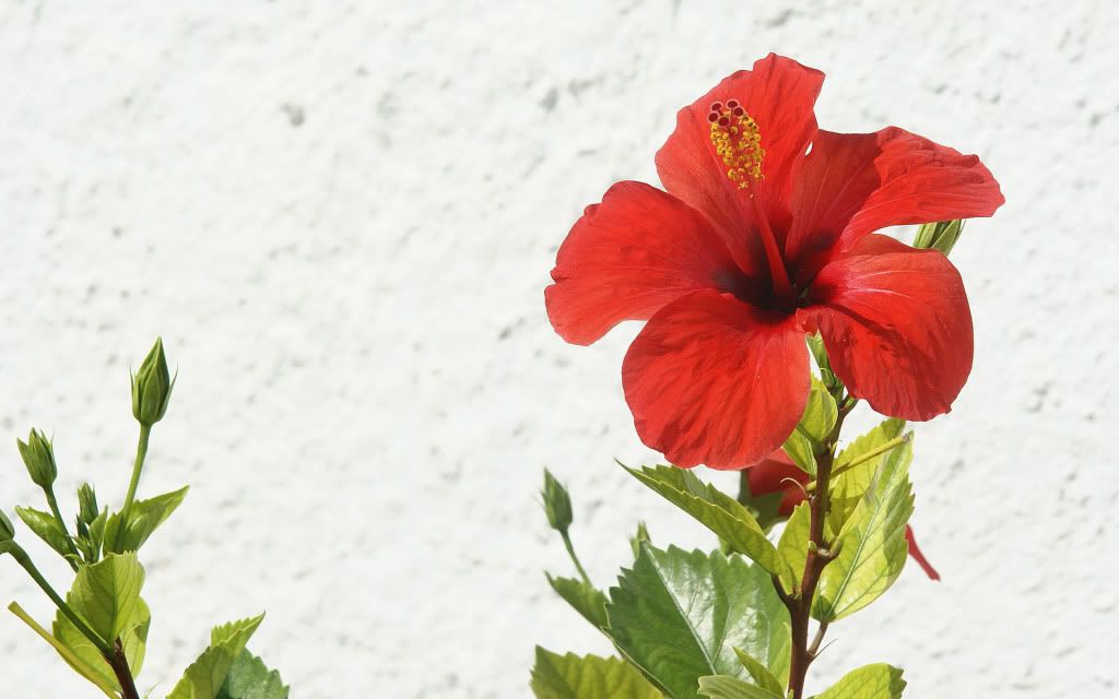 romantic_flowers_dra38.jpg