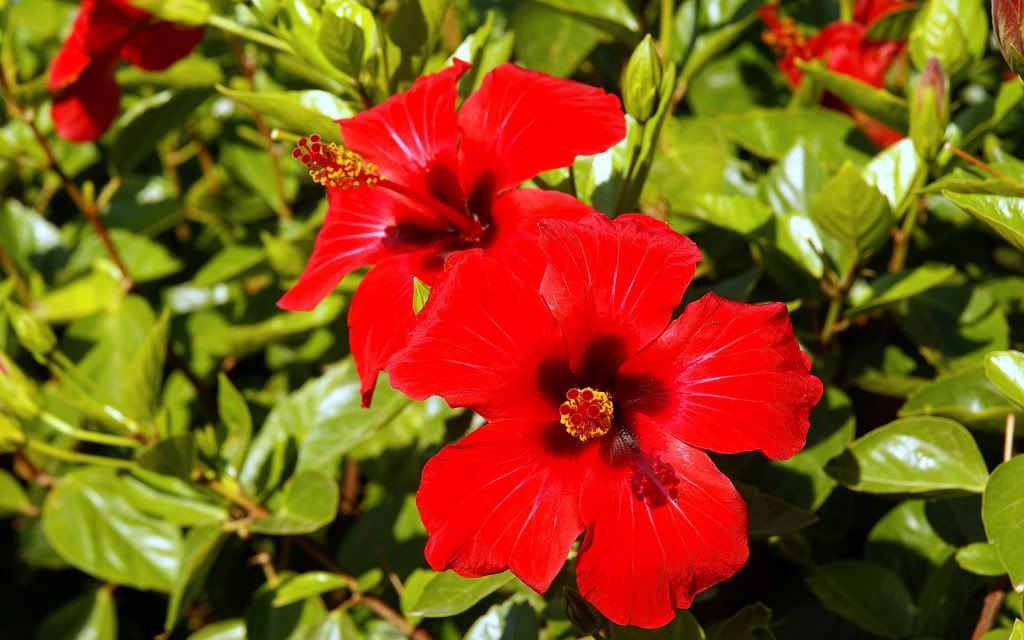 romantic_flowers_dra39.jpg