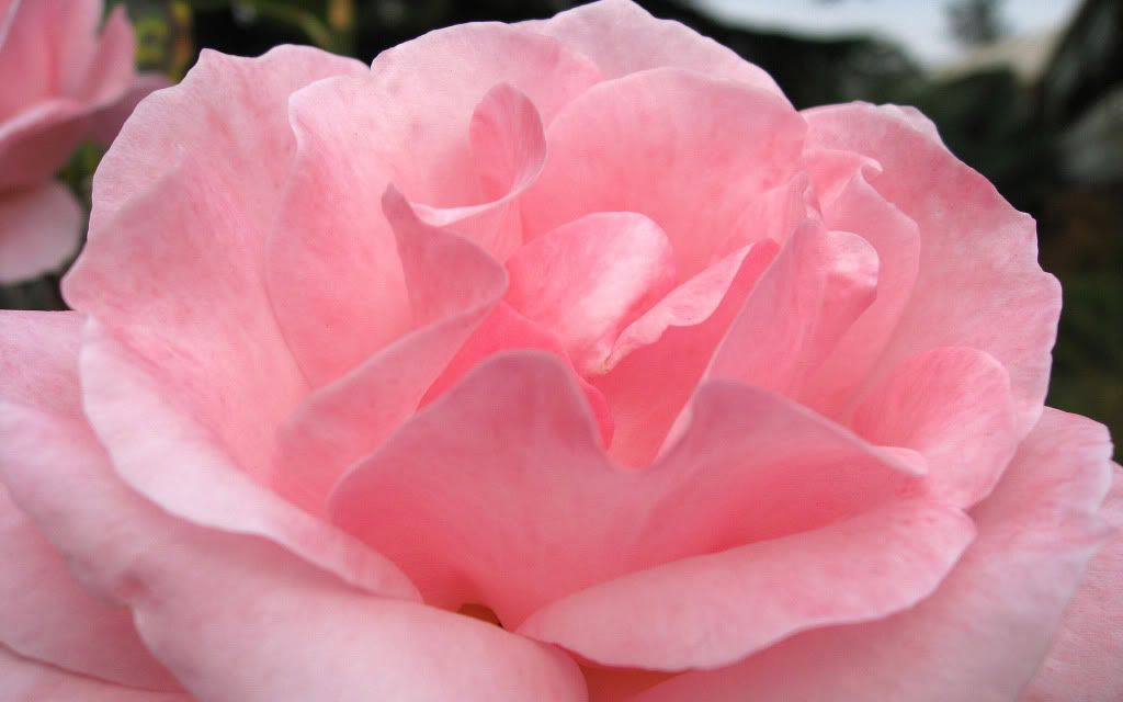 romantic_flowers_dra41.jpg