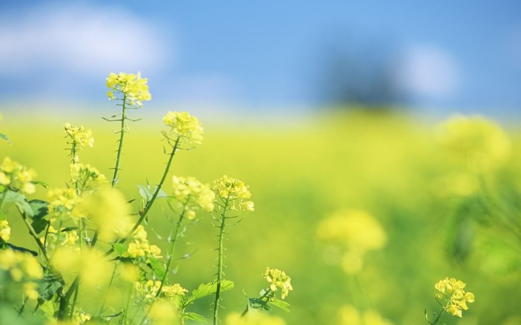 romantic_flowers_dra42.jpg