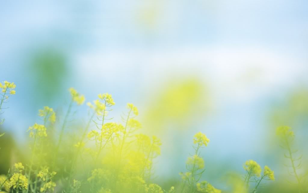 romantic_flowers_dra44.jpg