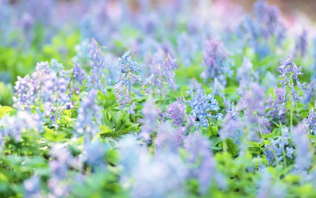 romantic_flowers_dra45.jpg