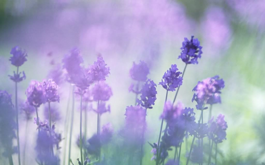 romantic_flowers_dra46.jpg