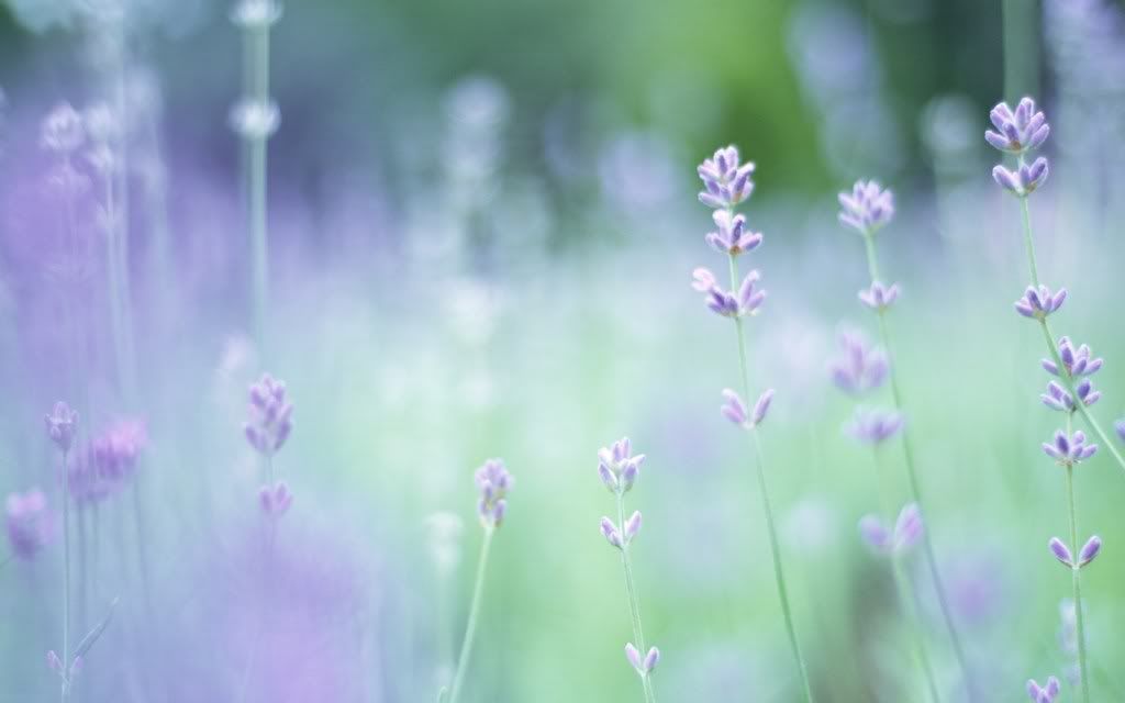 romantic_flowers_dra47.jpg