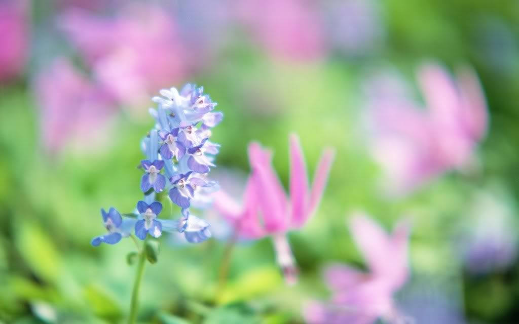 romantic_flowers_dra48.jpg