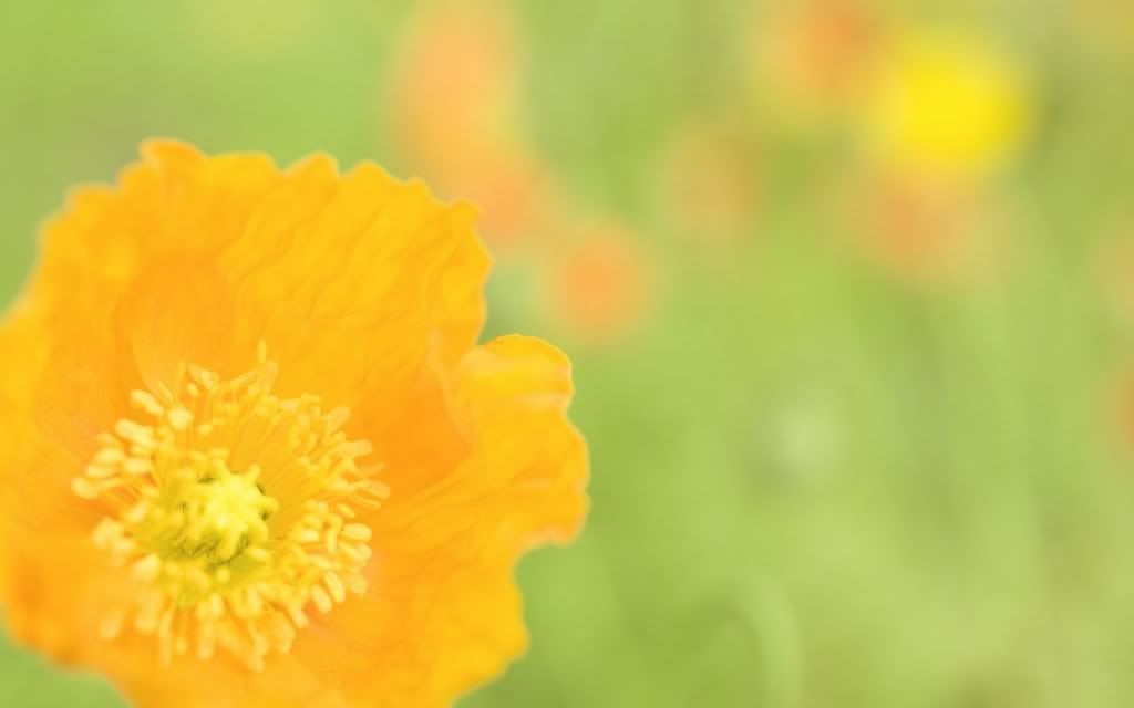 romantic_flowers_dra50.jpg