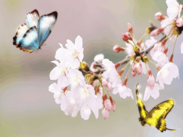 Animated flowers