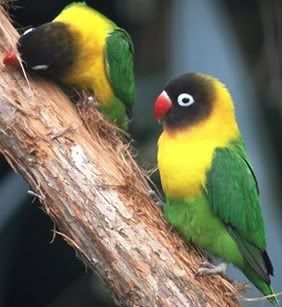 BEAUTIFUL BIRD Pictures, Images and Photos