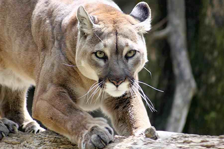 North American Puma