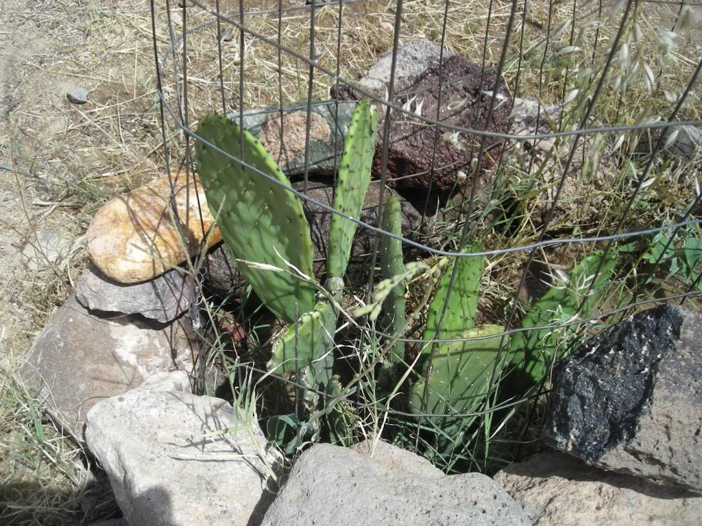When Javelinas ATTACK your plants.....