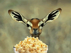 Deer eating popcorn photo deereatingpopcorn.gif