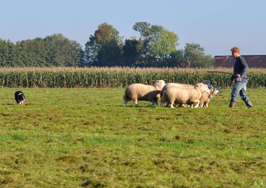 Afbeelding
