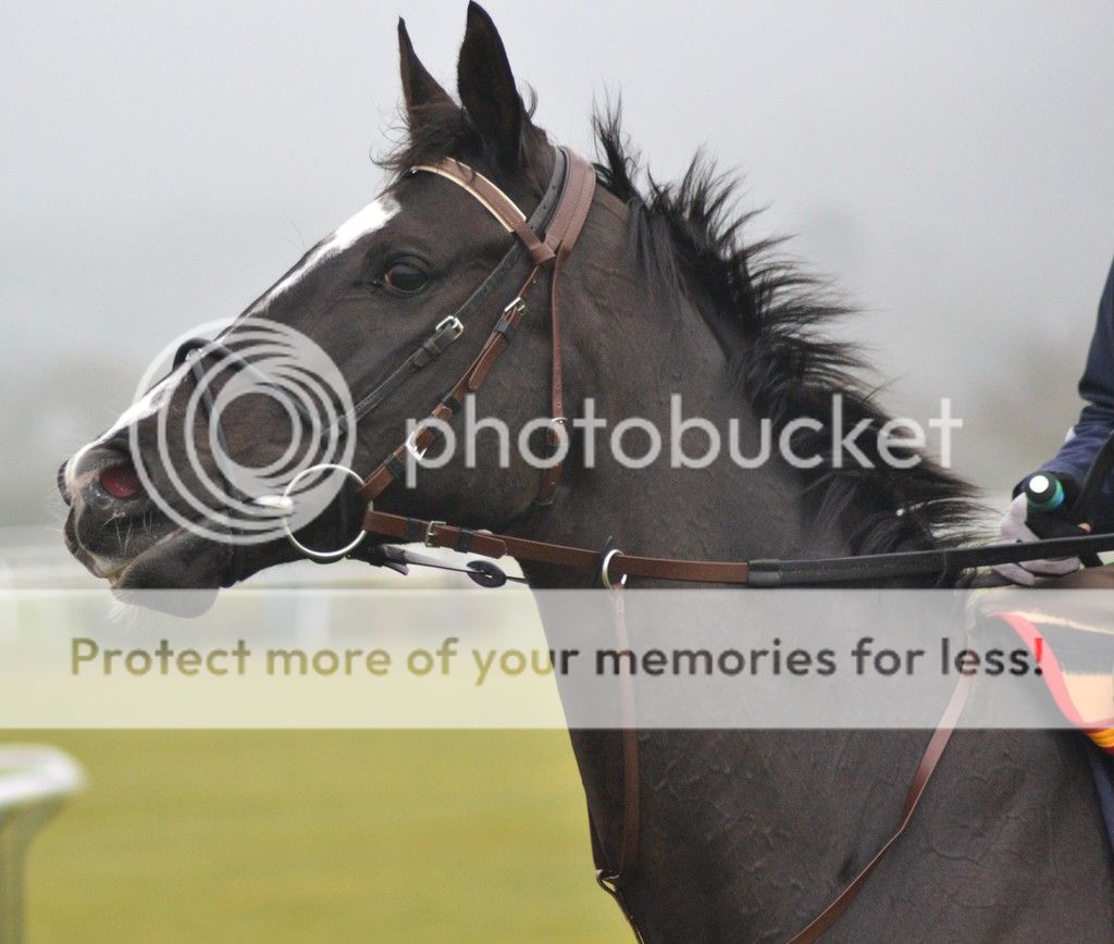 Don Cossack